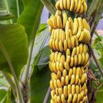 香蕉树 Profile Picture