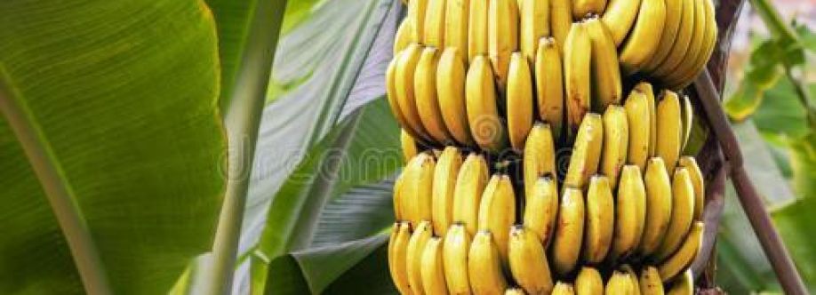 香蕉树 Cover Image